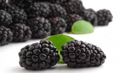 التوت الأسود وفوائده السحرية